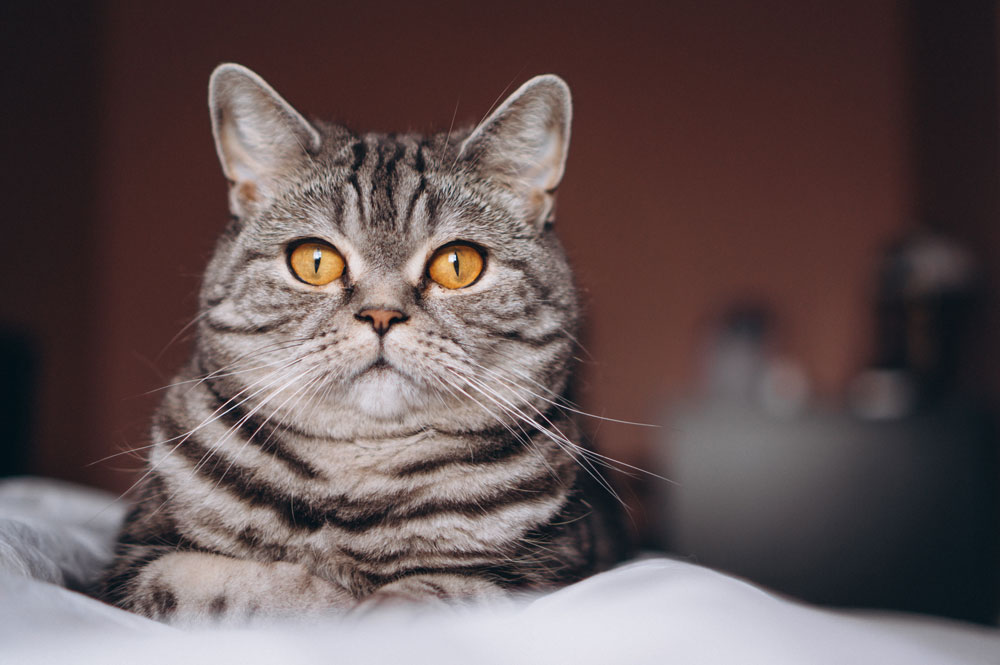 Persian Cat