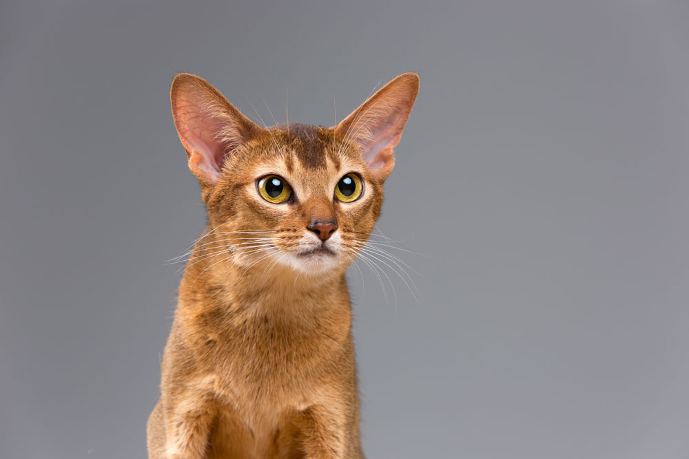 Sphynx Cat