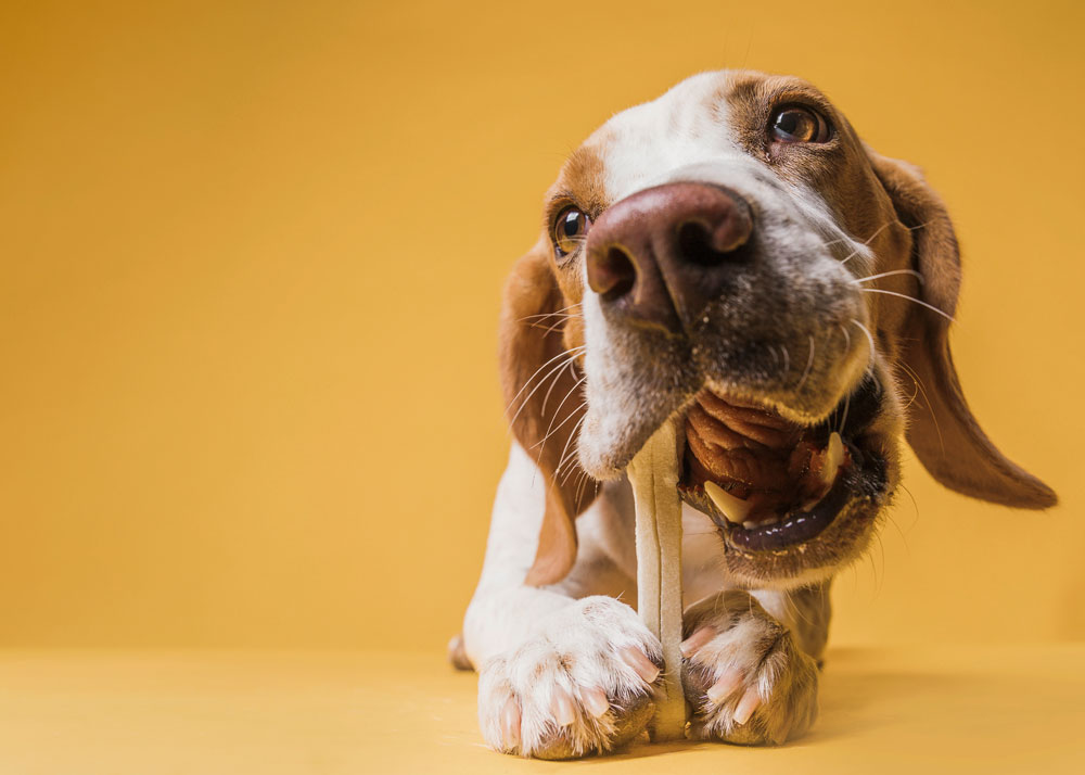 Beagle