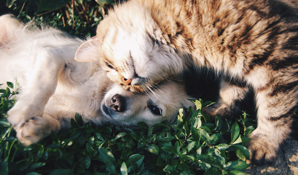 Beagle